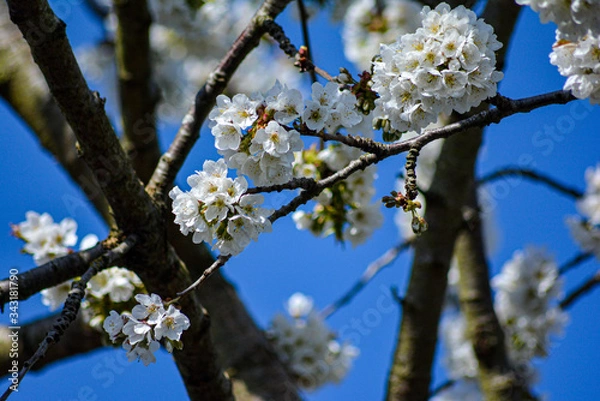Obraz cherry tree blossom