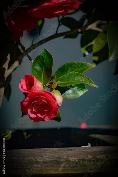 Obraz red rose on black background