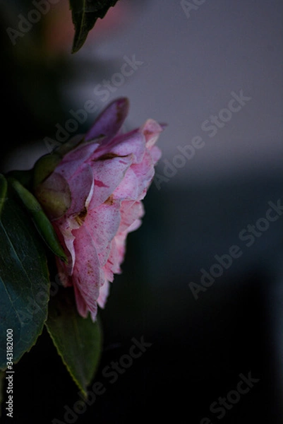 Obraz camellia rose