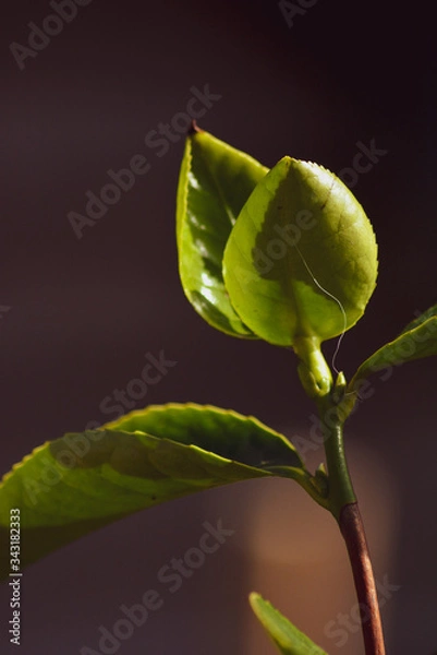 Obraz leaves in colour