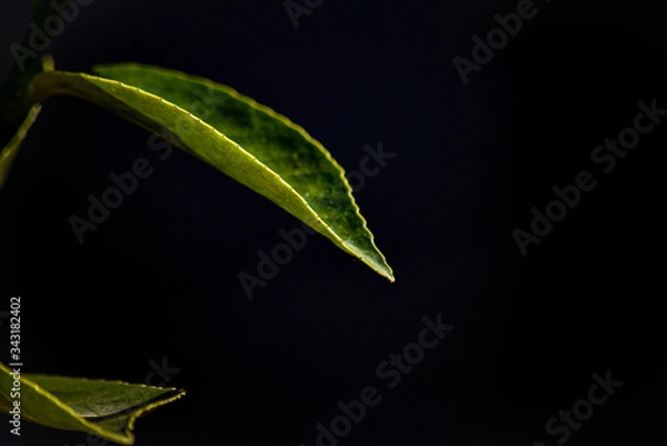 Obraz green leaf on black background