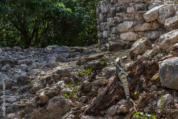 Fototapeta Caribbean Iguana
