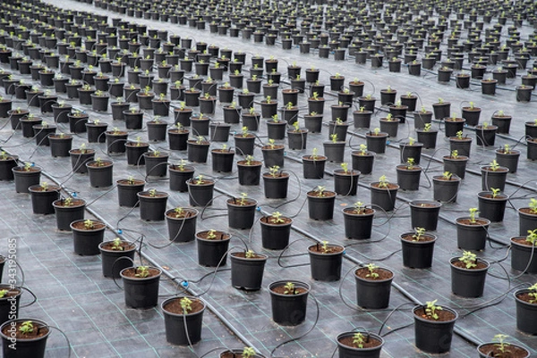 Obraz Plant nursery. Young Chrysanthemum in flower pot in garden center.