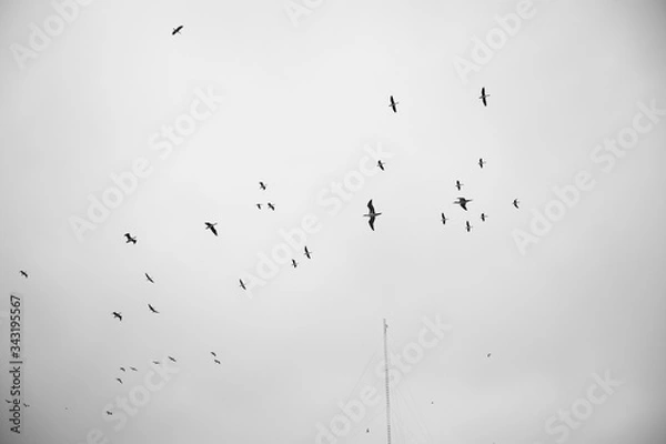Obraz cielo y aves