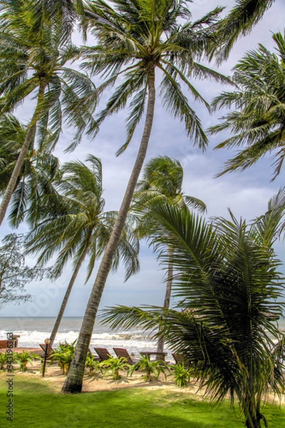 Fototapeta palm trees on the beach, mui ne, Vietnam.