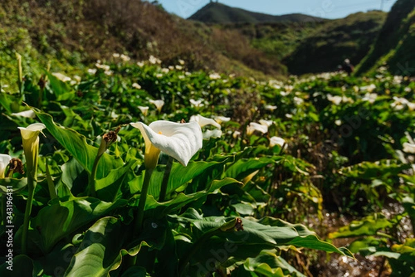 Obraz Calla Lily Valley