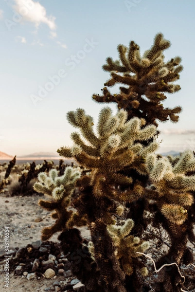 Obraz Cholla Cacti