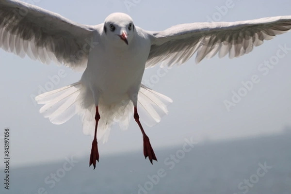 Fototapeta shy high with the mighty sea gull