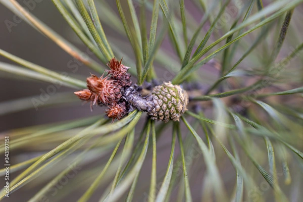 Obraz Pine branch with needles in early spring.
