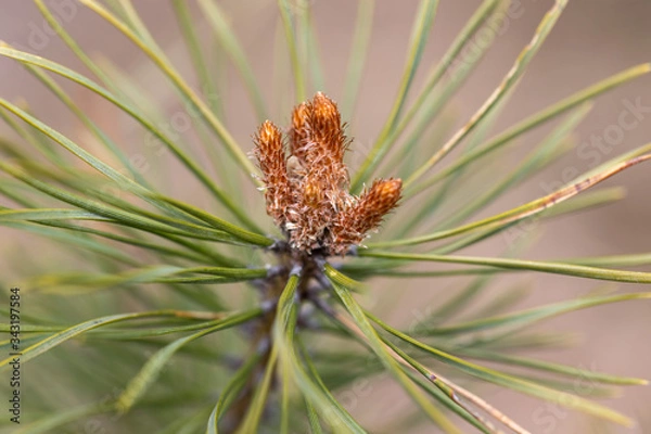 Fototapeta Pine branch with needles in early spring.