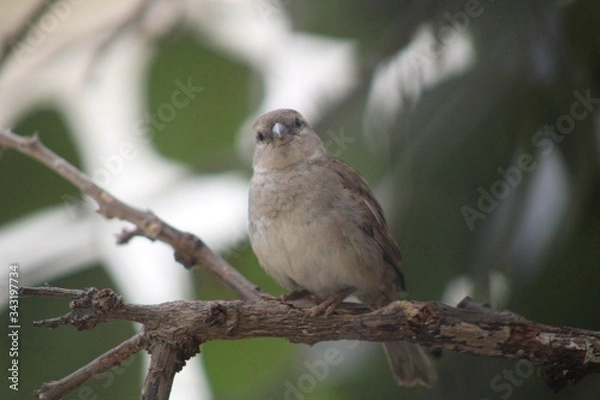 Fototapeta sparrow on a branch
