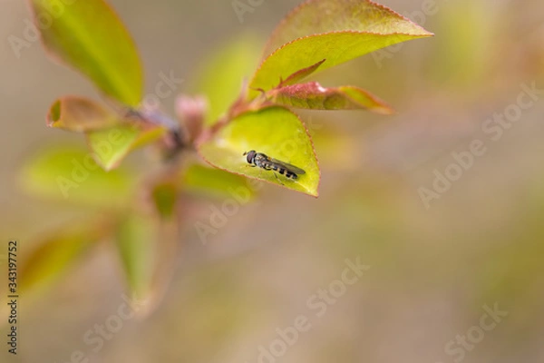 Fototapeta Wild wasp on a green leaf of a tree.