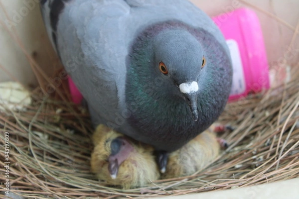 Fototapeta dove in the nest