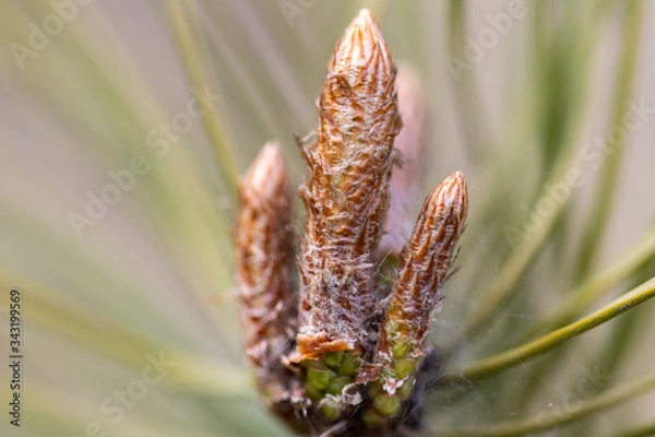 Obraz Pine branch with needles in early spring.