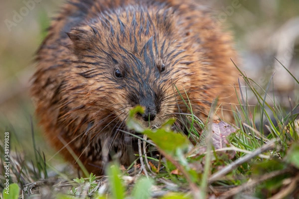 Obraz A muskrat foraging for food by pond side. 