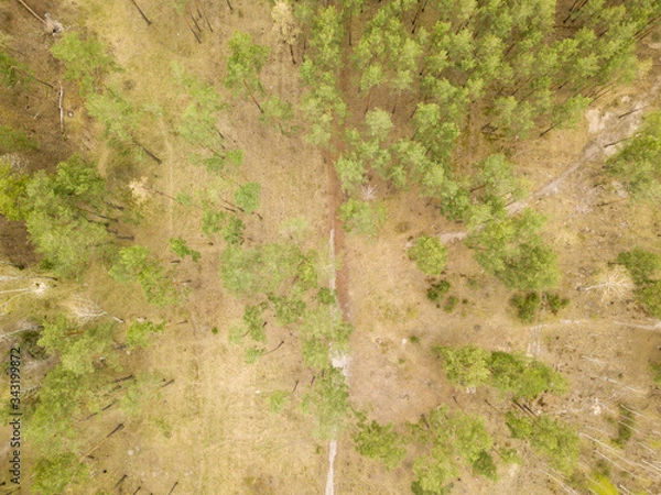 Fototapeta A dirt path in the coniferous forest in early spring. Aerial drone view.