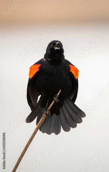 Fototapeta Red Winged Blackbird Singing in the Swamp
