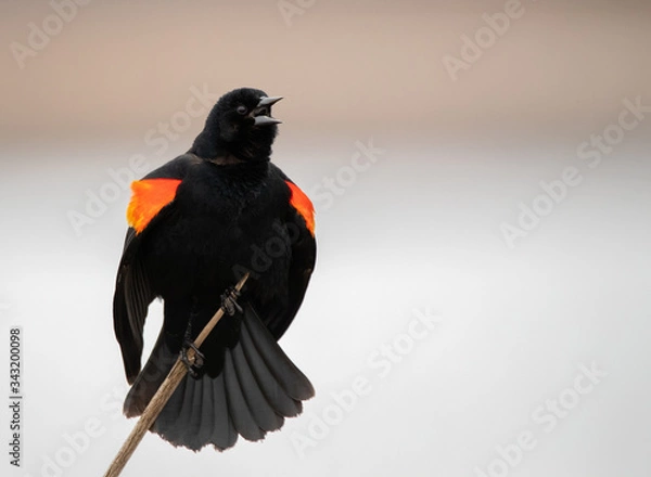 Fototapeta Red Winged Blackbird Singing in the Swamp
