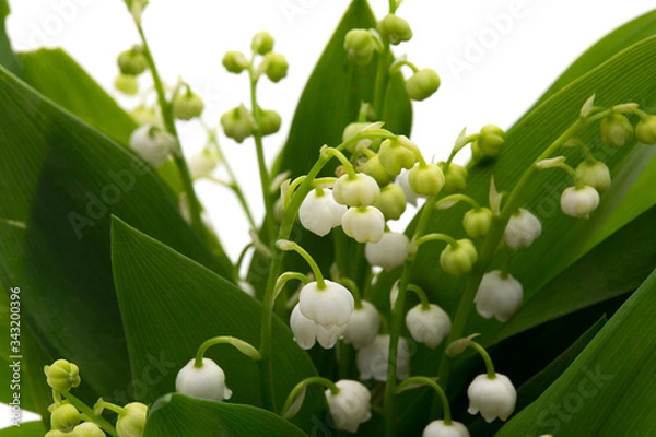 Obraz Muguet