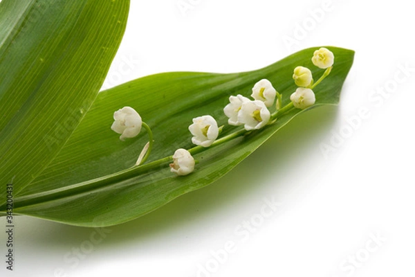 Obraz Muguet