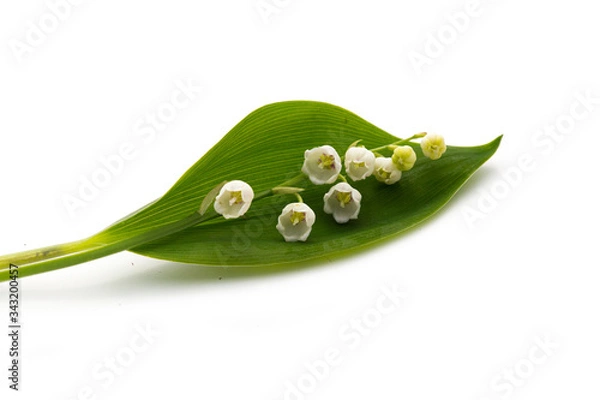 Obraz Muguet