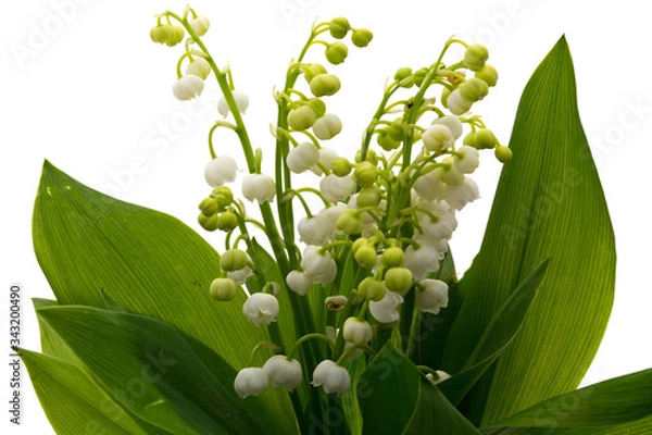 Obraz Muguet