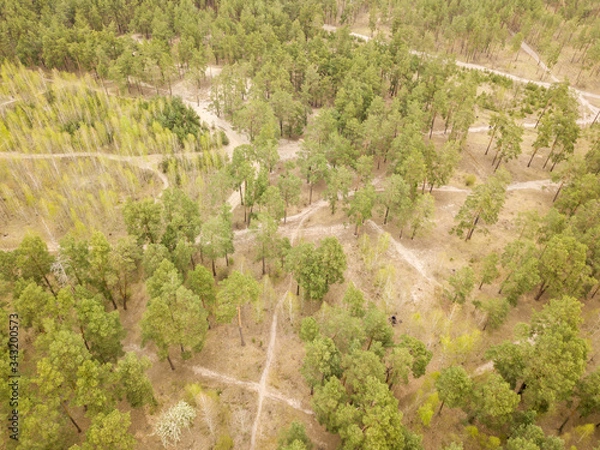 Fototapeta A dirt path in the coniferous forest in early spring. Aerial drone view.