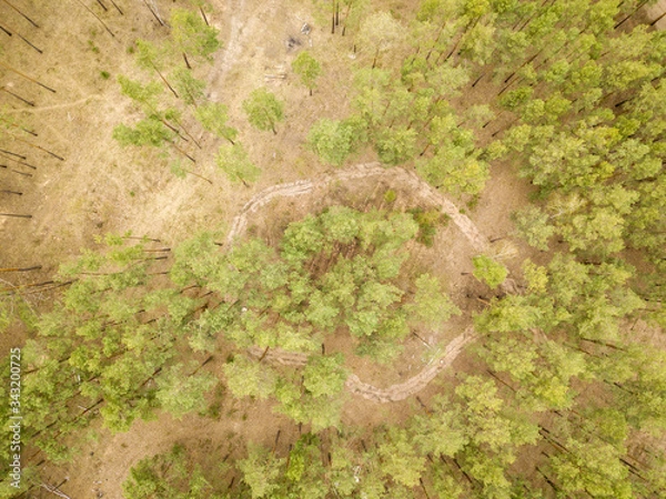 Fototapeta A dirt path in the coniferous forest in early spring. Aerial drone view.