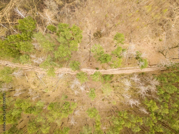 Fototapeta A dirt path in the coniferous forest in early spring. Aerial drone view.