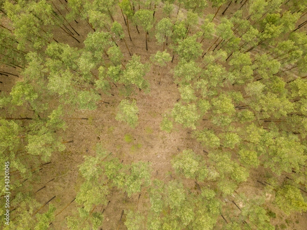 Fototapeta Pine trees in the coniferous forest in early spring. Aerial drone view.