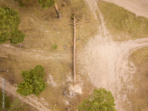 Fototapeta Fallen pine tree near a dirt road in the forest. Aerial drone view.
