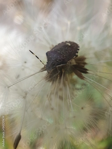 Obraz dandelion seed head