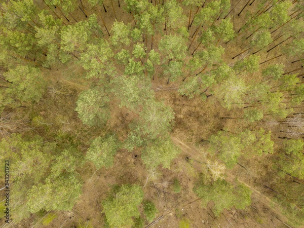 Fototapeta A dirt path in the coniferous forest in early spring. Aerial drone view.