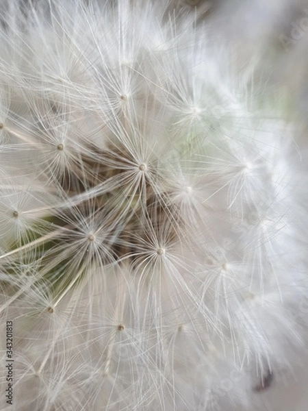 Obraz dandelion seed head