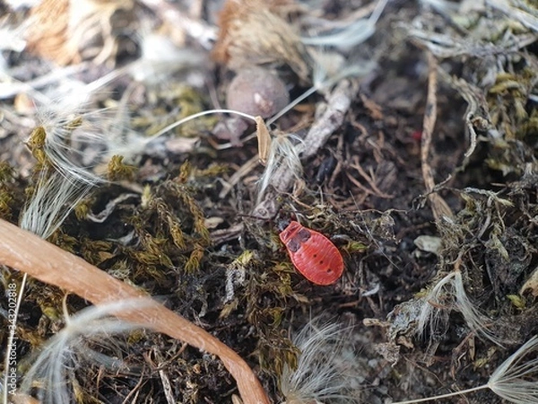 Obraz red tea leaves