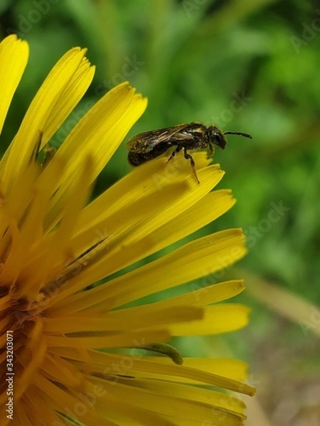 Obraz bee on yellow flower