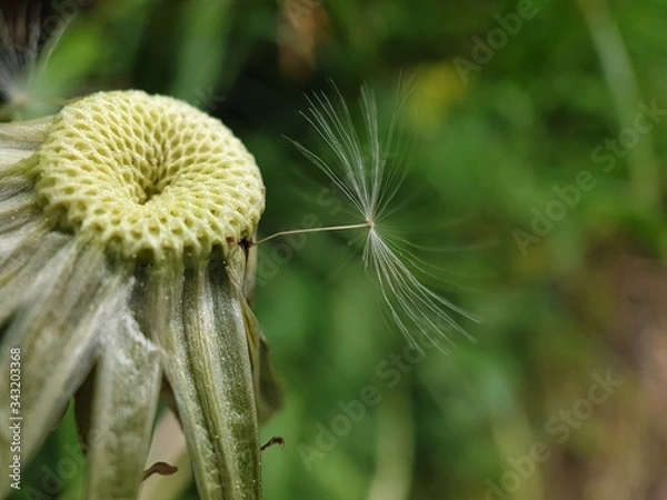 Obraz dandelion seed head