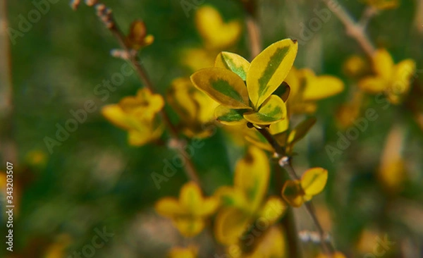 Obraz Yellow Berberis thunbergii in macro