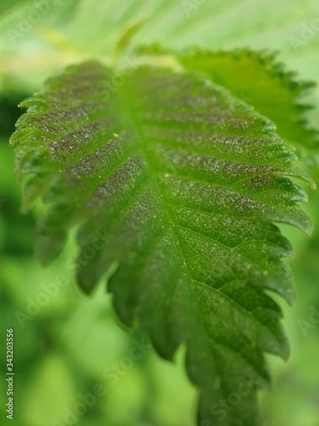 Obraz green leaf with water drops