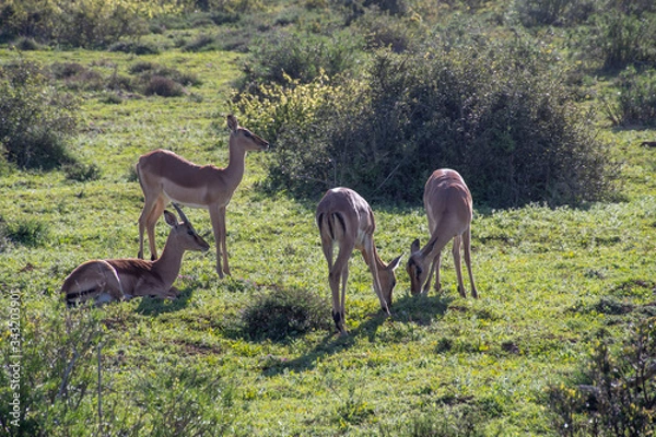 Fototapeta Springbok