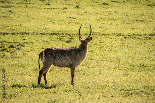 Obraz Antelope