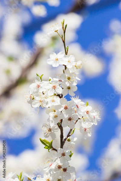 Obraz white spring flowers on a tree branch over blue sunny bokeh background close-up