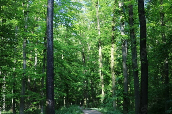 Fototapeta Forststraße