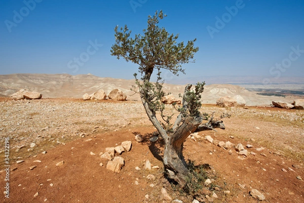 Obraz Stones and Olive