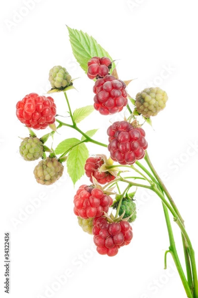 Fototapeta Ripe and unripe red berries