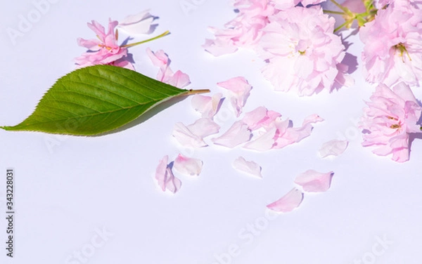 Obraz Pink cherry blossom flowers and petals on white background, perfect background with plenty of copy space, text space on, contrast picture, green leaf and fallen petals