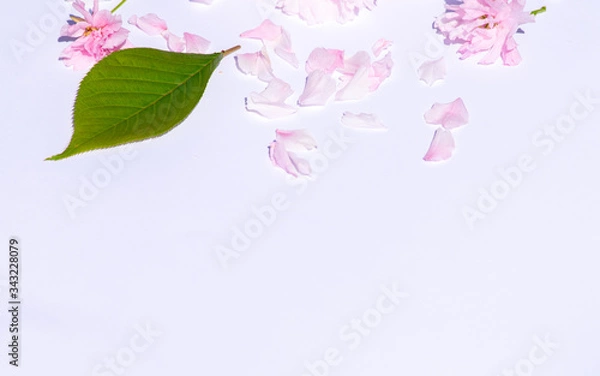 Obraz Pink cherry blossom flowers and petals on white background, perfect background with plenty of copy space, text space on, contrast picture, green leaf and fallen petals