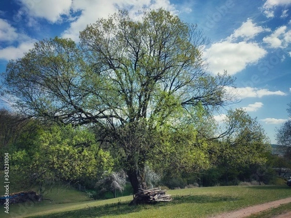 Obraz tree in the park