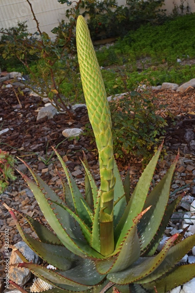 Fototapeta Aloès en période de floraison.