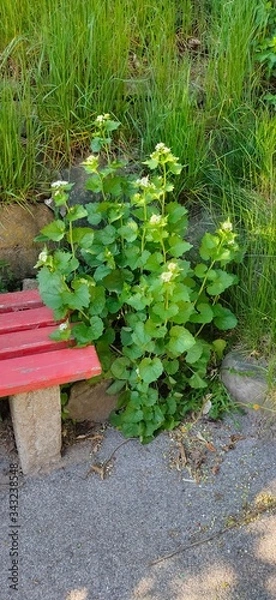 Obraz red wooden bridge